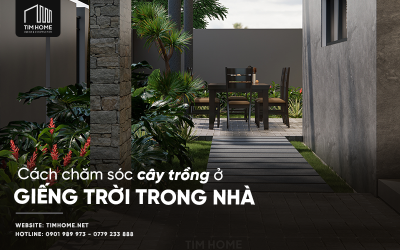 Trồng Cây Gì Ở Giếng Trời Và Những Điều Nên Lưu Ý