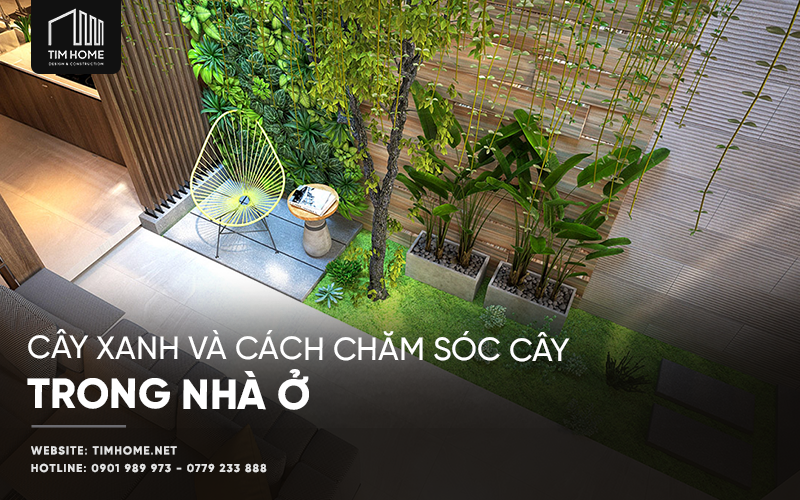 Cây Xanh Và Cách Chăm Sóc Cây Trong Nhà Ở